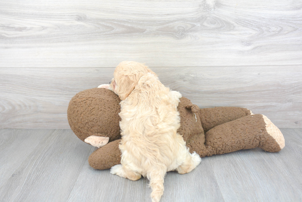 Funny Cavachon Designer Pup