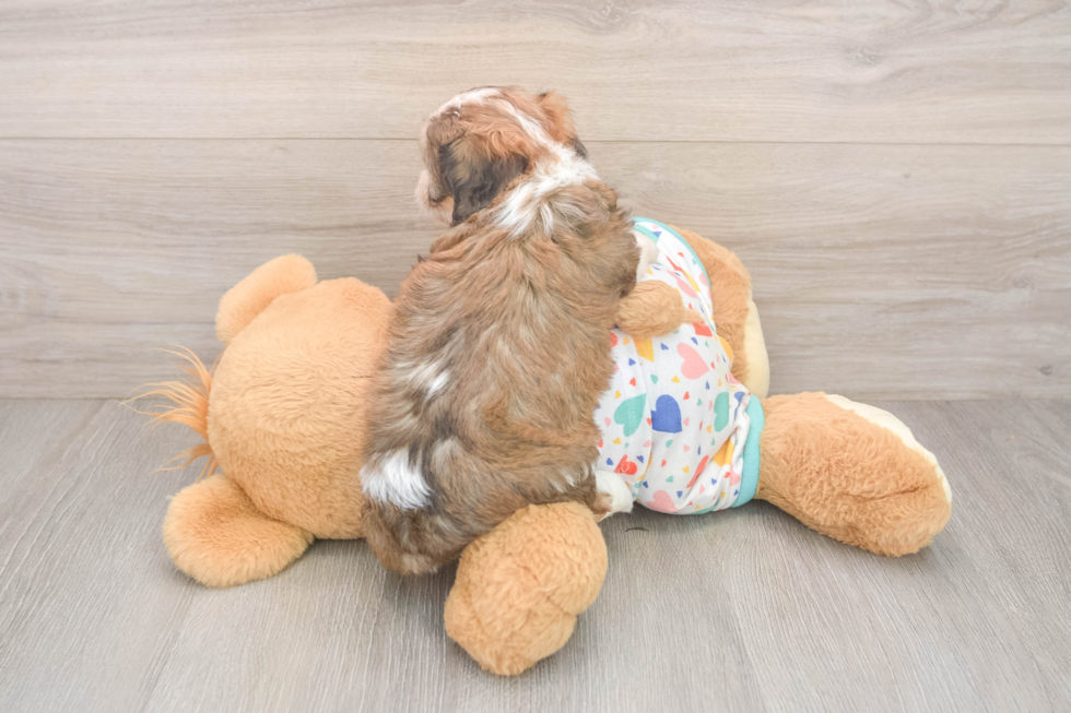 Happy Cavachon Baby