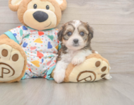 5 week old Cavachon Puppy For Sale - Premier Pups