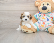 5 week old Cavachon Puppy For Sale - Premier Pups