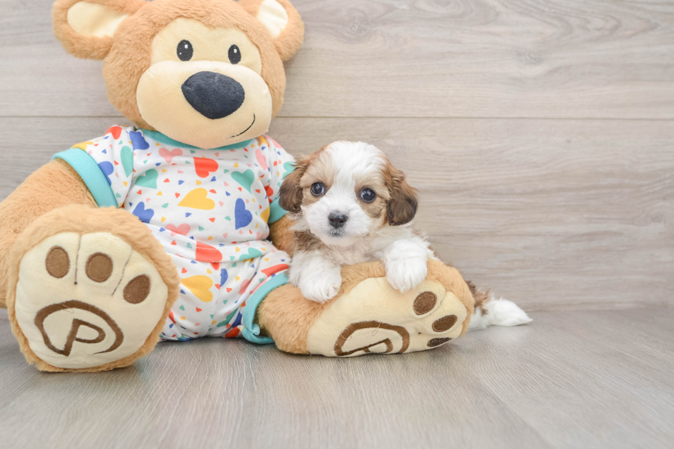 Cavachon Pup Being Cute