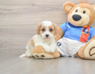 5 week old Cavachon Puppy For Sale - Premier Pups