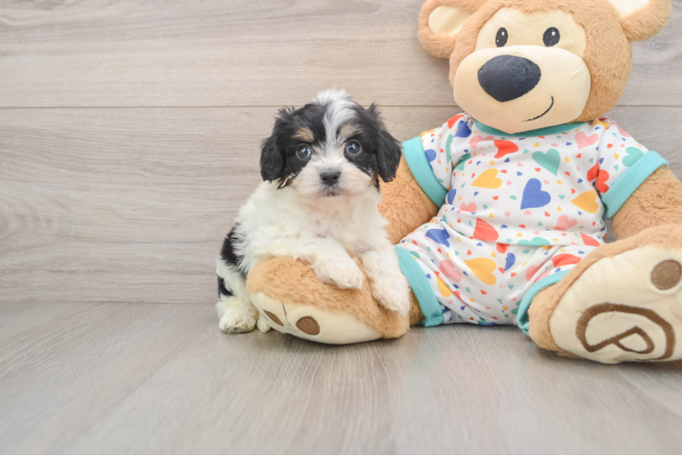 Cavachon Pup Being Cute