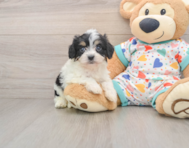 5 week old Cavachon Puppy For Sale - Premier Pups