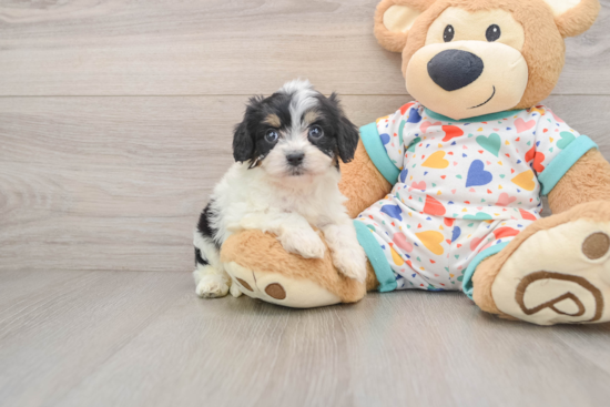 Cavachon Pup Being Cute