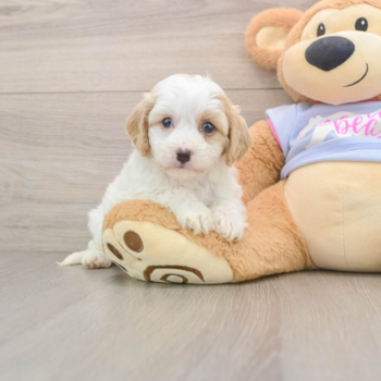 Popular Cavachon Designer Pup