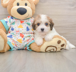 6 week old Cavachon Puppy For Sale - Premier Pups