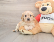 5 week old Cavachon Puppy For Sale - Premier Pups