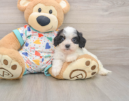 5 week old Cavachon Puppy For Sale - Premier Pups
