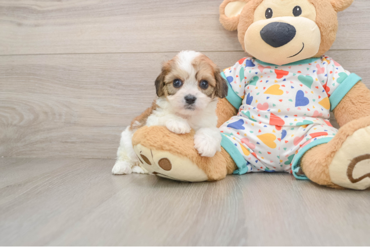 Petite Cavachon Designer Pup