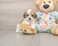 8 week old Cavachon Puppy For Sale - Premier Pups