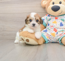 7 week old Cavachon Puppy For Sale - Premier Pups