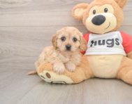 5 week old Cavachon Puppy For Sale - Premier Pups