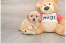 Hypoallergenic Cavalier Bichon Designer Puppy