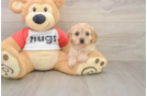 Cavachon Pup Being Cute