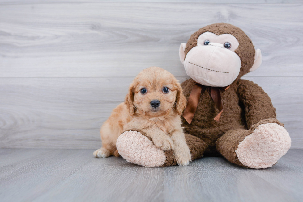 Happy Cavachon Baby