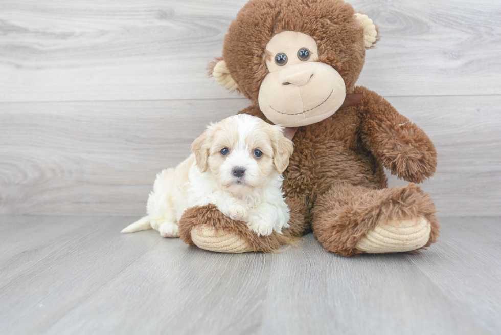 Smart Cavachon Designer Pup