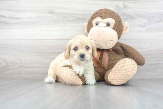 Funny Cavachon Designer Pup