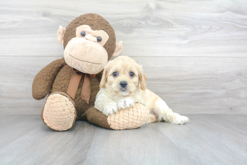 Cavachon Puppy for Adoption