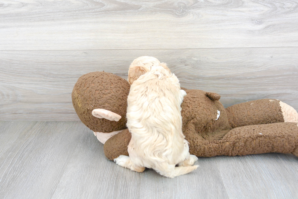 Cavachon Pup Being Cute