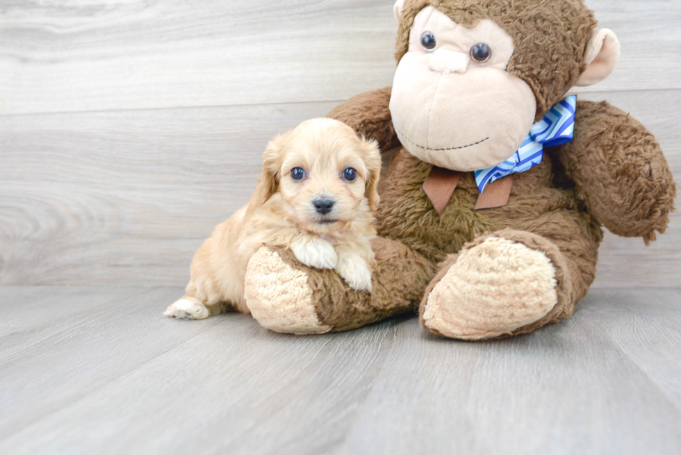 Cavachon Pup Being Cute