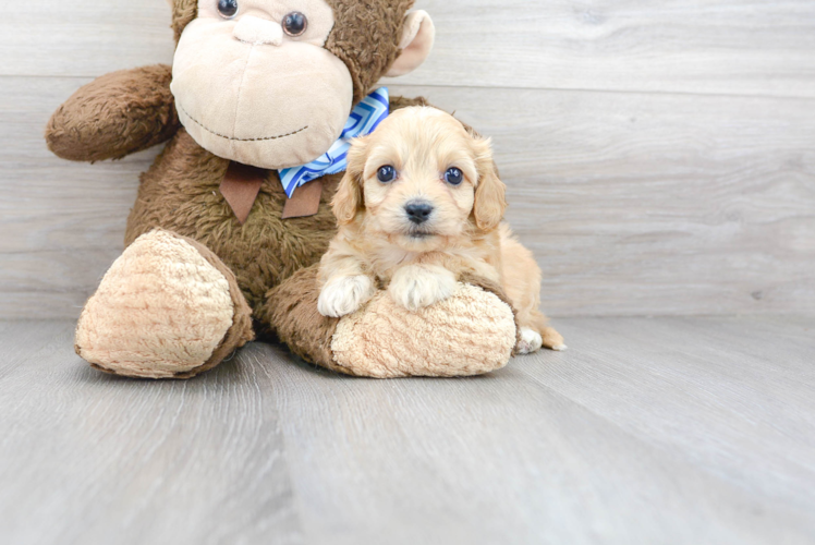 Cute Cavachon Designer Pup