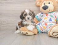 5 week old Cavachon Puppy For Sale - Premier Pups