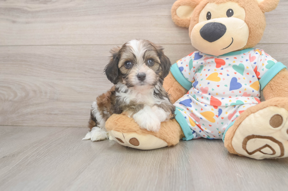 5 week old Cavachon Puppy For Sale - Premier Pups