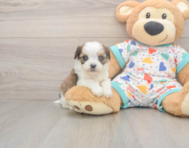 5 week old Cavachon Puppy For Sale - Premier Pups