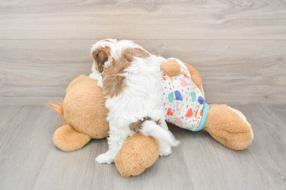 Energetic Cavalier Bichon Designer Puppy