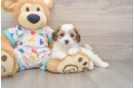 Cavachon Puppy for Adoption