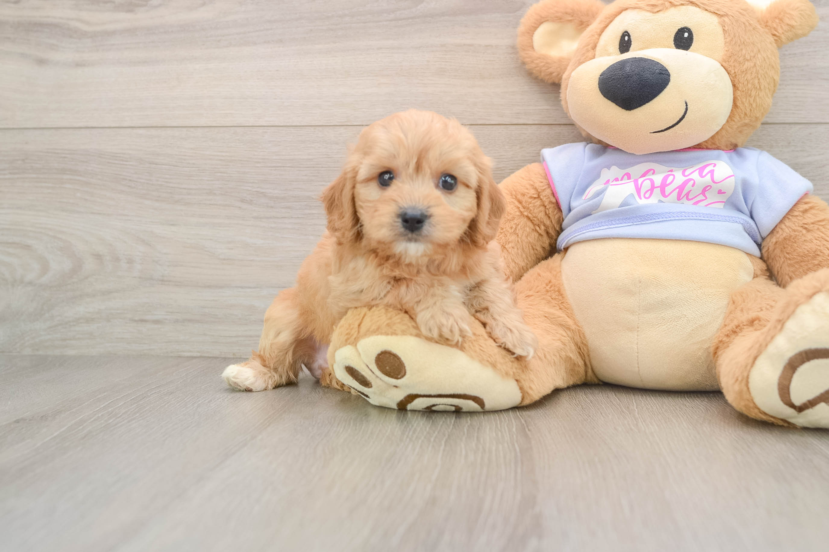 Sweet Cavachon Baby