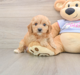 5 week old Cavachon Puppy For Sale - Premier Pups