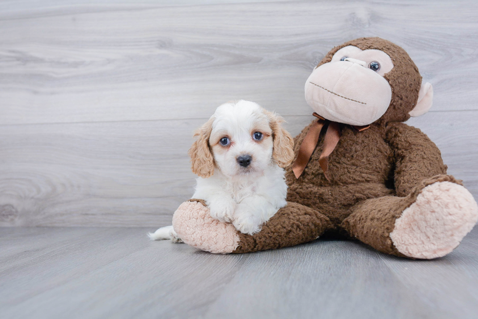 Best Cavachon Baby