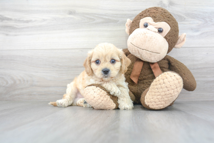 Small Cavachon Baby