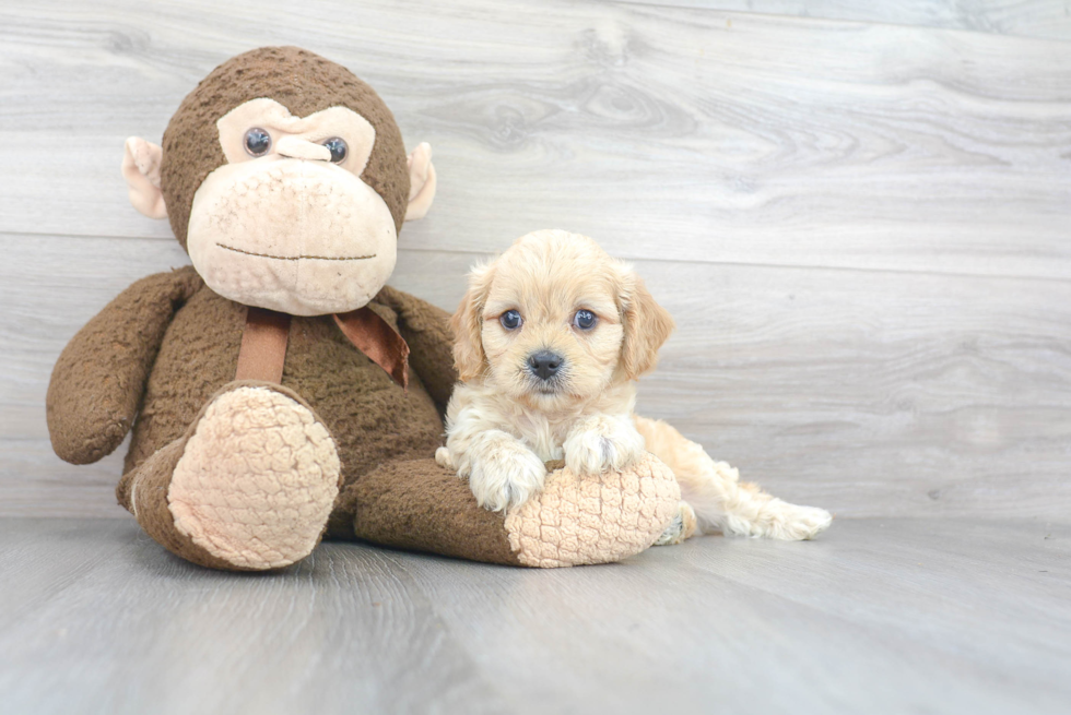 Sweet Cavachon Baby