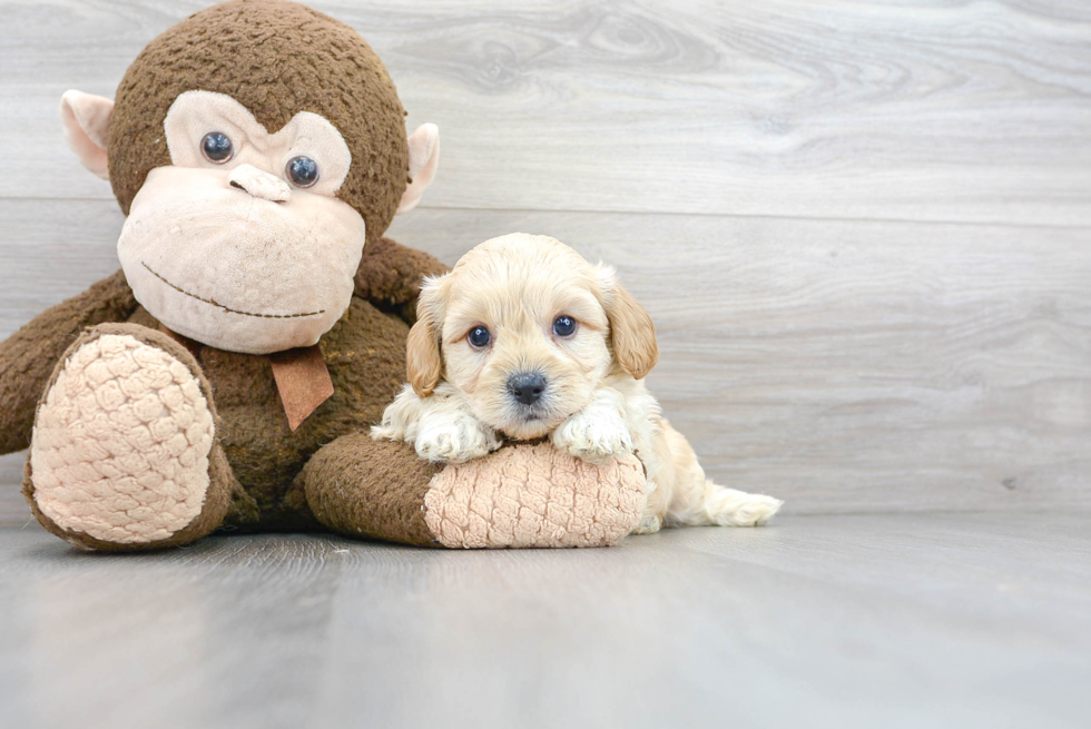 Cavachon Pup Being Cute