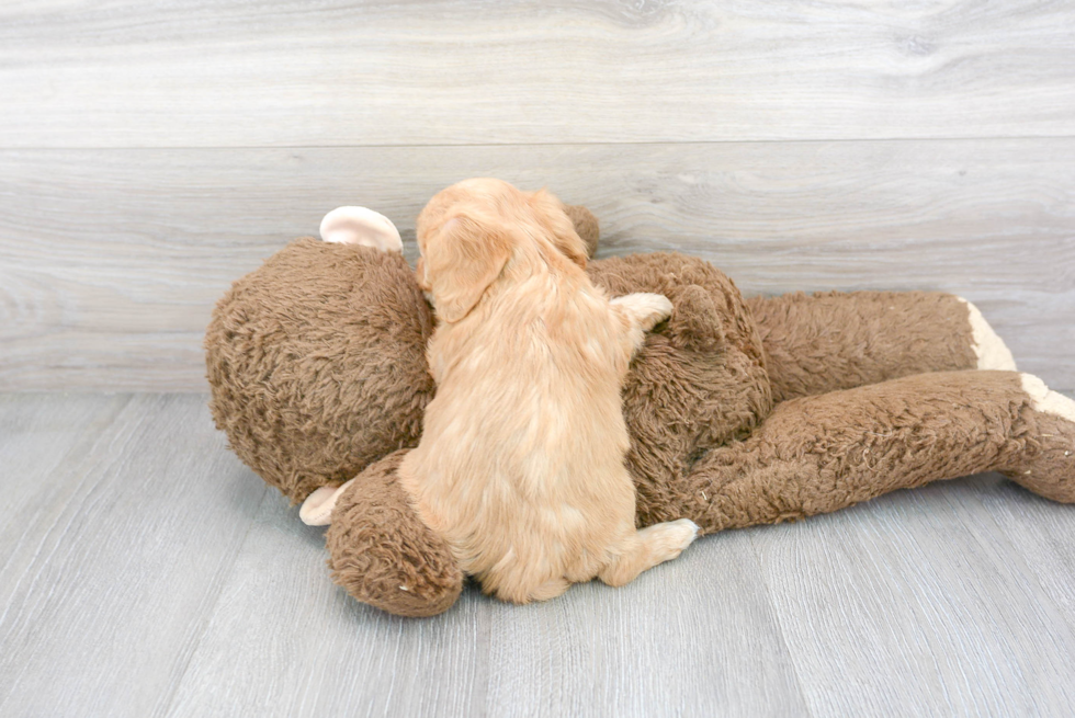 Happy Cavachon Baby