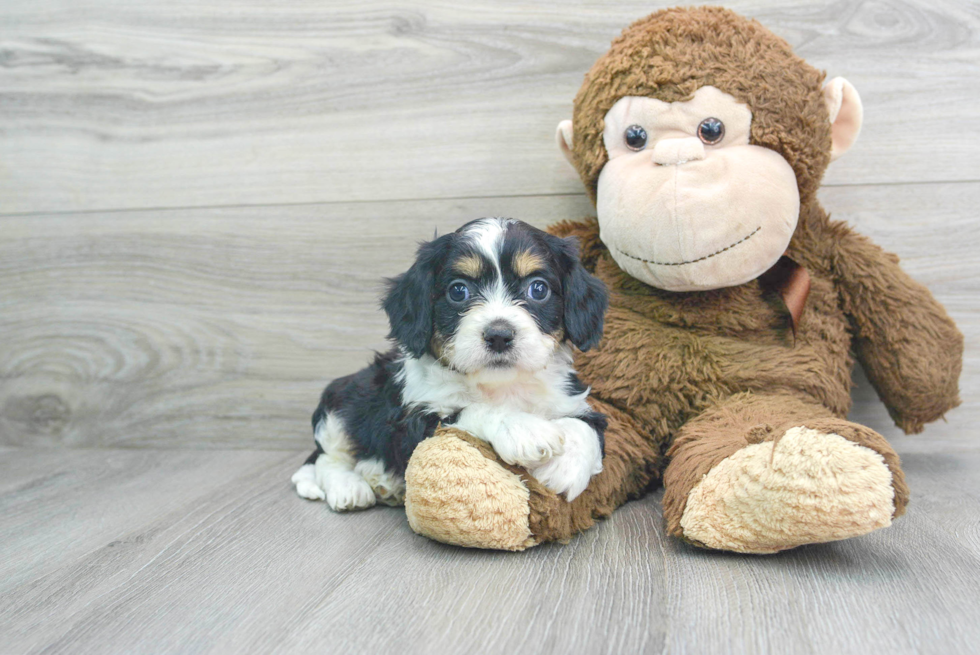 Cavachon Puppy for Adoption