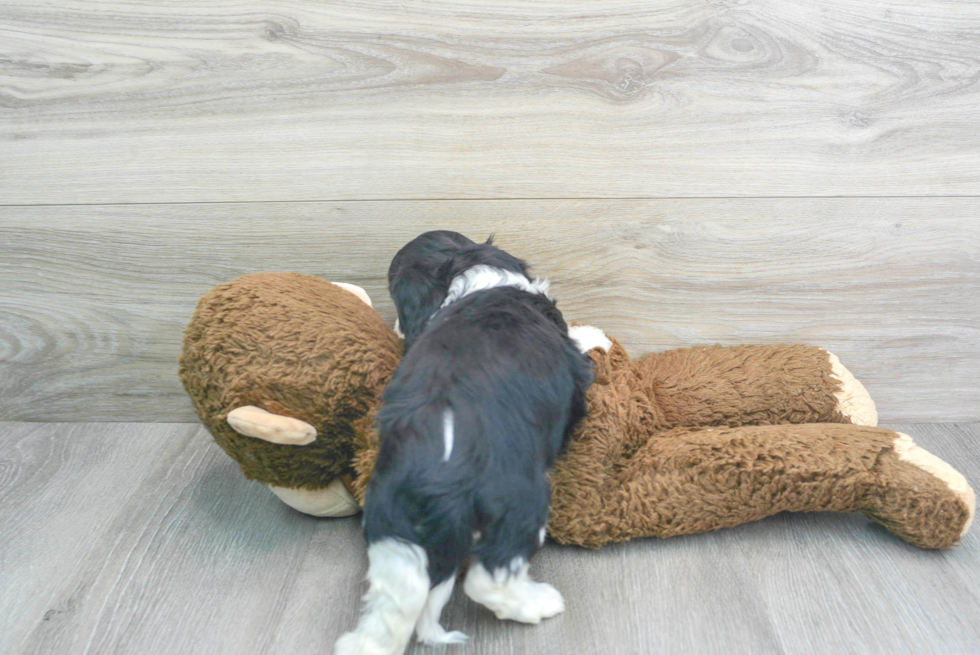 Sweet Cavachon Baby