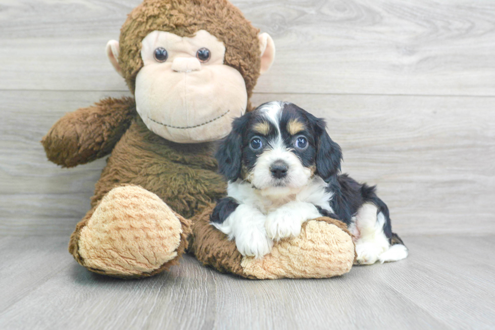 Smart Cavachon Designer Pup