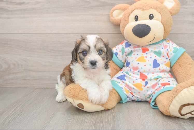 Cavachon Pup Being Cute