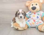 5 week old Cavachon Puppy For Sale - Premier Pups