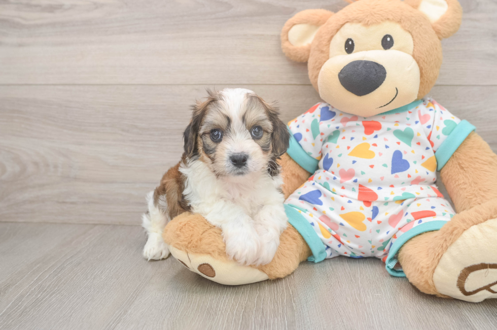 5 week old Cavachon Puppy For Sale - Premier Pups