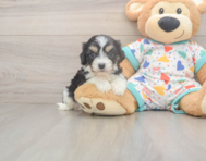 5 week old Cavachon Puppy For Sale - Premier Pups