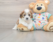 5 week old Cavachon Puppy For Sale - Premier Pups