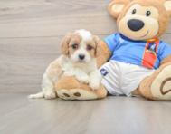 5 week old Cavachon Puppy For Sale - Premier Pups