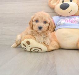 5 week old Cavachon Puppy For Sale - Premier Pups