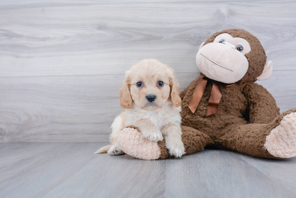 Cavachon Pup Being Cute