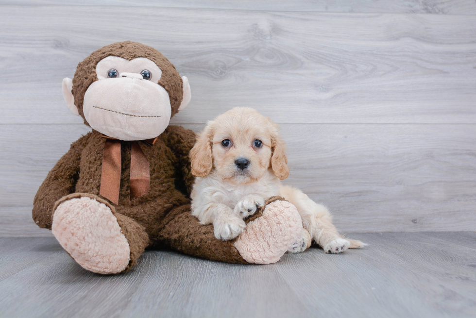 Smart Cavachon Designer Pup